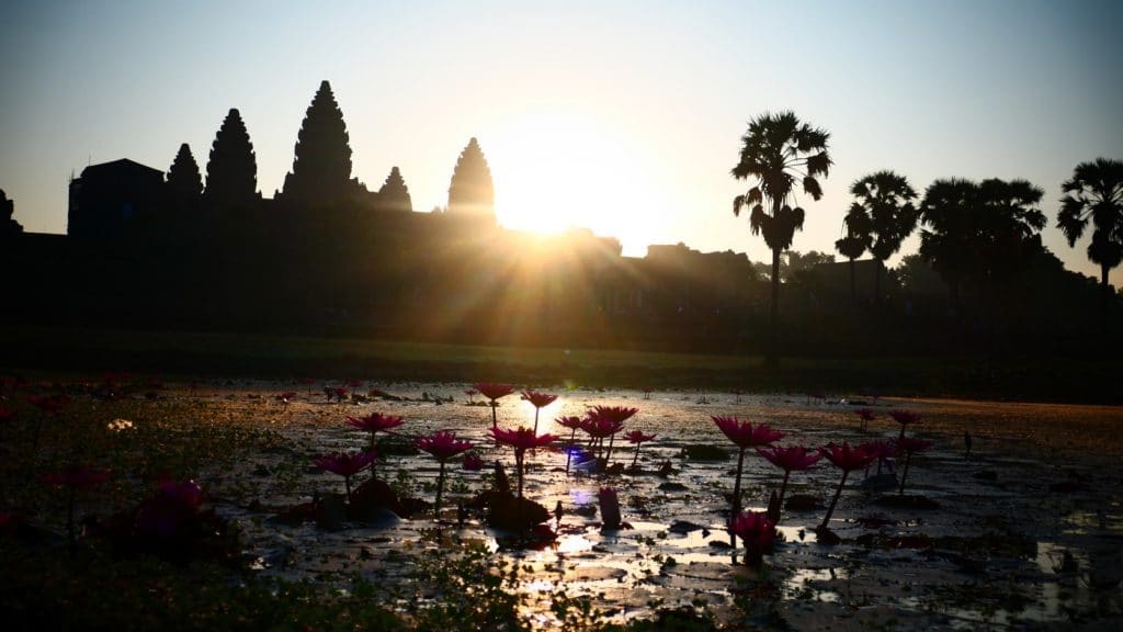 Seerosen zum Sonnenaufgang vor Angkor Wat